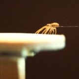 クモは糸を使って空を飛ぶことができる