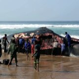 【閲覧注意】浜に打ち上げられたザトウクジラの死骸、現地の人々のごはんとなる