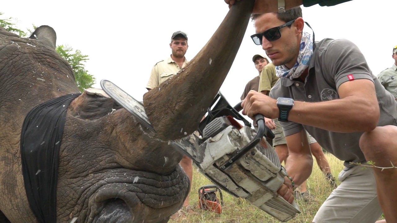 科学者は密猟を阻止するために動物の角を放射性物質にする