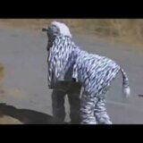【動画】シマウマに扮した男、シマウマに逃げられるしライオンにも襲われる