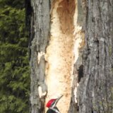 【動画】木をつつきすぎてとんでもなく大きな穴を開けてしまったキツツキ