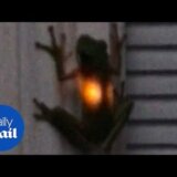 【動画】生物発光するカエル？？いいえ、食べられたホタルの光です。