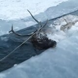 【動画】極寒のシベリアで川に落ちたアカシカ、無事に救出される
