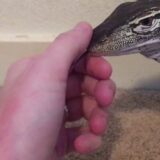 【動画】大きなトカゲの舌を限界まで引っ張ってみた