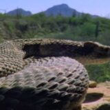 ガラガラヘビの交尾は23時間かかる