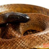 毒蛇が自分や同じ種類のヘビを噛んだらどうなるの？