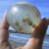 無数のゼラチン状のカプセルの中に卵を産んで海に放出するヤツ「Adelomelon brasiliana」