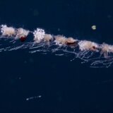 全長40m、驚異の長さで集団生活するヤツ「マヨイアイオイクラゲ」