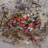 【画像】プラスチックを食べ過ぎて死んだ海鳥たち