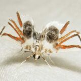 脚まで再現したハイクオリティなクモの絵が翅に描かれているヤツ「カニクサクモガ」