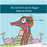 ダチョウの脳は目玉よりも小さくて脳の表面もツルツルのテカテカ