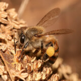 ミツバチの一日の労働時間は6.7時間、働かない時はブラブラしている