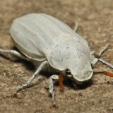 昆虫界で最も白い虫「シロコガネ（Cyphochilus sp.)」