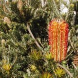 山火事にならないと種を外に出せない仕様のヤバい植物「バンクシア・エリキフォリア」
