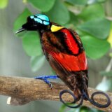 青赤緑黄色の派手な配色！最も美しい鳥の１つと言われる「アカミノフウチョウ」