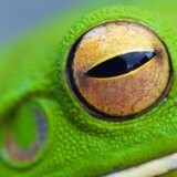 カエルの目に懐中電灯の光を当てると光るのはなぜ？