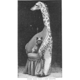 【画像】19世紀に本物の動物たちを使って作られた家具たち