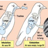 哺乳類と鳥類の肺の違い