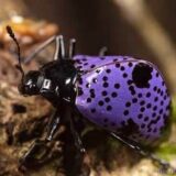 紫色の体に黒のブツブツの毒々しい模様のヤツ「Gibbifer californicus」