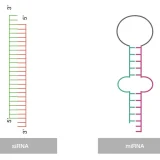 miRNAとsiRNAの違いとは？