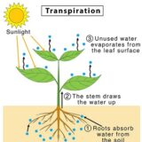なぜ植物は蒸散をするの？