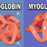 ミオグロビンとヘモグロビンの違いとは？