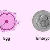 ヒト（哺乳類）の受精卵には受精膜はあるの？