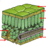 葉肉細胞と柵状組織細胞と海綿状組織細胞の違いとは？