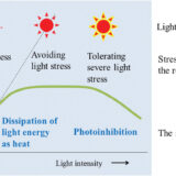 植物に強い過剰な光を当て続けるとどうなるの？