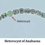 なぜシアノバクテリアはヘテロシストを形成するの？