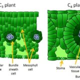 二酸化炭素が十分にある環境ではC3植物とC4植物はどちらが生存に有利なの？