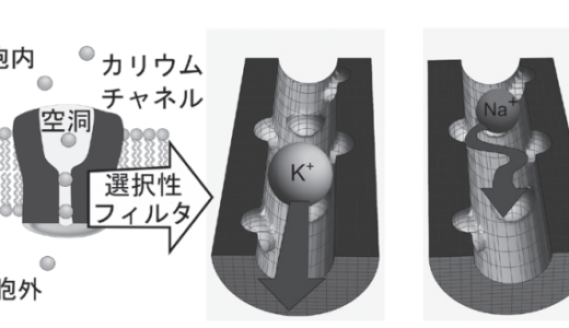 なぜカリウムチャネルをナトリウムイオンは通ることができないの？