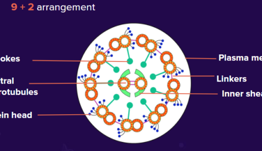 鞭毛や繊毛に存在する9+2構造とは？